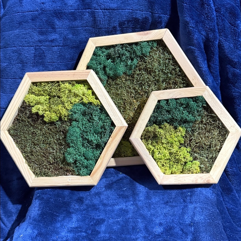 Hexagonal Framed Moss Wall Art Trio - Green and Natural Tones